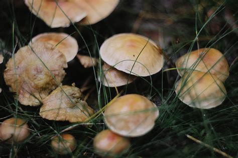 australian mushroom poisoning